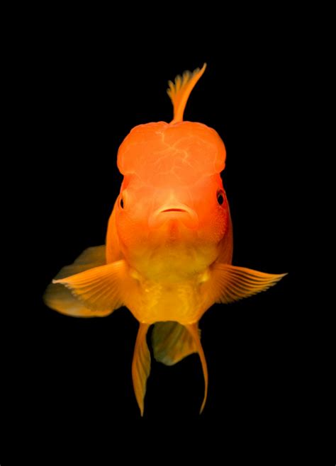 魚死了要換水嗎|魚死要換水嗎？水族專家小美教你正確換水，確保魚缸健康 